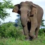 Udawalawe national park