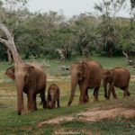 Yala national park