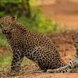 Wilpattu national park